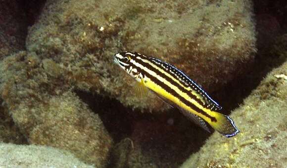 Image de Julidochromis regani Poll 1942