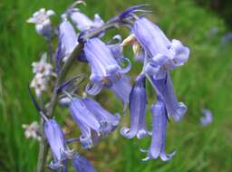 Image of hyacinthoides