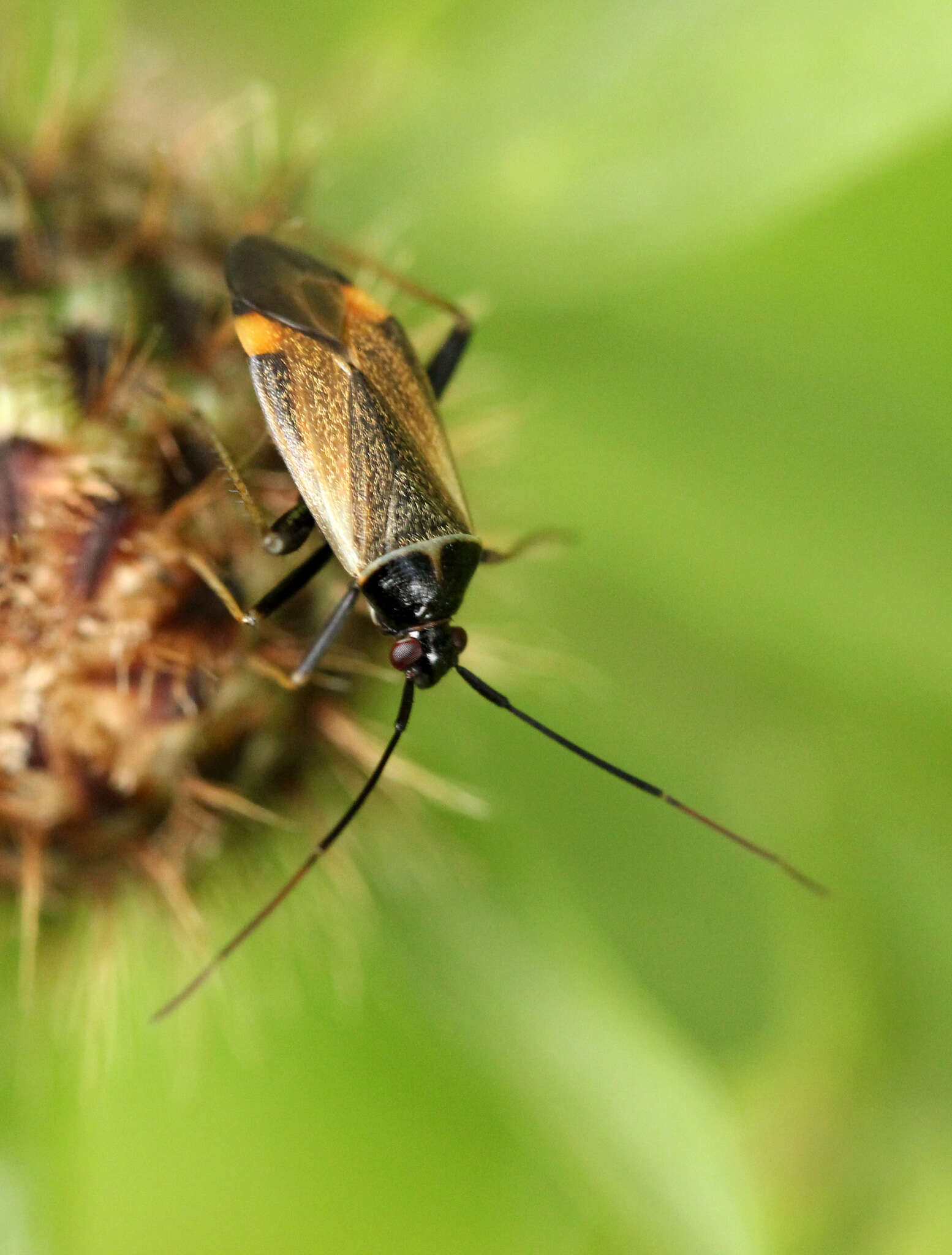 Adelphocoris seticornis (Fabricius 1775)的圖片