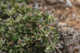 Imagem de Ruschia cymbifolia (Haw.) L. Bol.