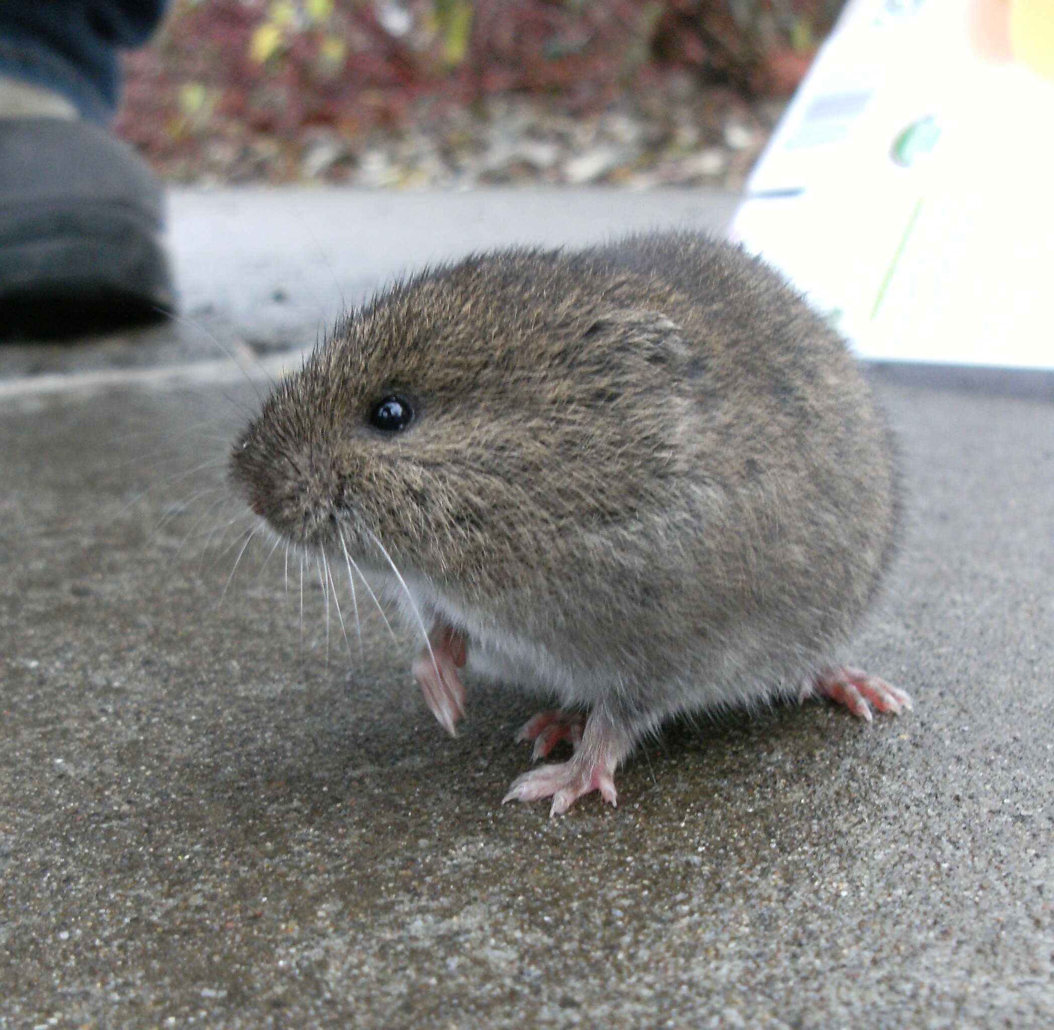 Image of Western Red-backed Vole