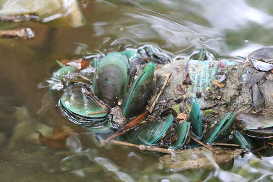 Image of Green mussel