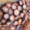 Image of Conophytum crateriforme A. J. Young, Rodgerson, Harrower & S. A. Hammer