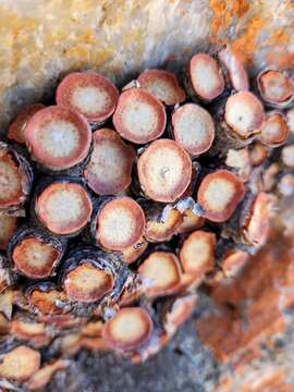 Image of Conophytum crateriforme A. J. Young, Rodgerson, Harrower & S. A. Hammer