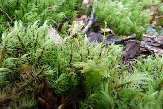 Слика од Dicranoloma plurisetum C. Müller ex Dixon 1913