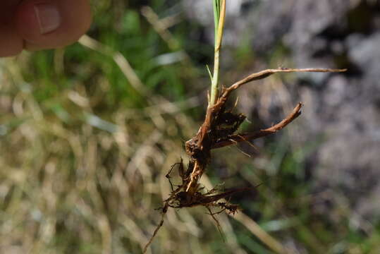 Image de Carex ferruginea Scop.