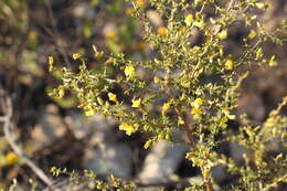 Image of Aspalathus collina subsp. collina