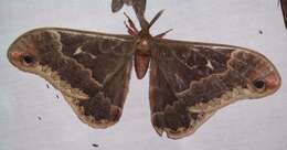 Image of Tulip-tree Silkmoth