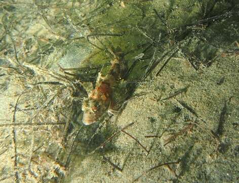 Image of Pit-head sculpin