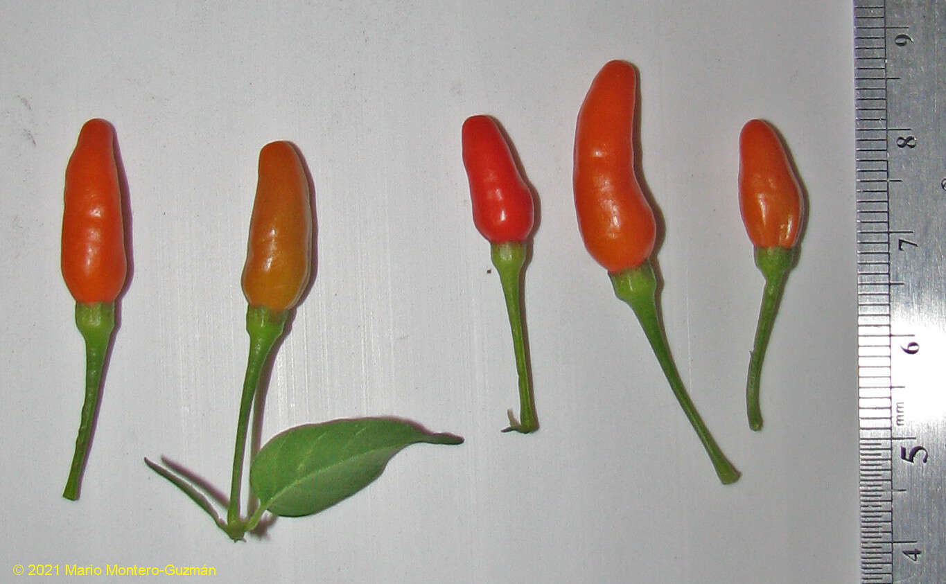 Image of Capsicum frutescens L.