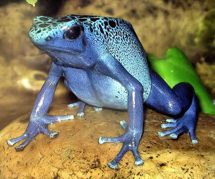 Image of Dendrobates azureus