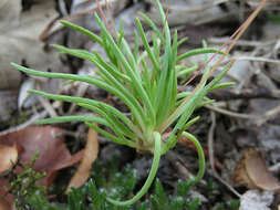 Image of prairie fameflower