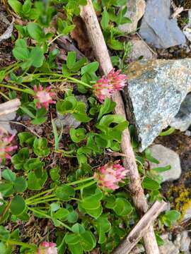 Image of Trifolium thalii Vill.