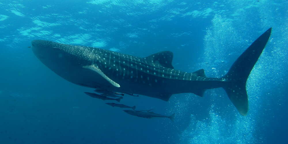 Image of whale sharks