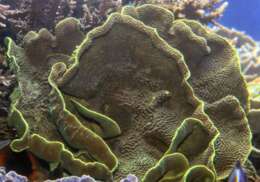 Image of Yellow scroll coral