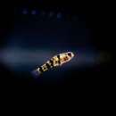 Image of Bumblebee goby