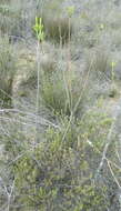 Image of Leucadendron corymbosum Berg.