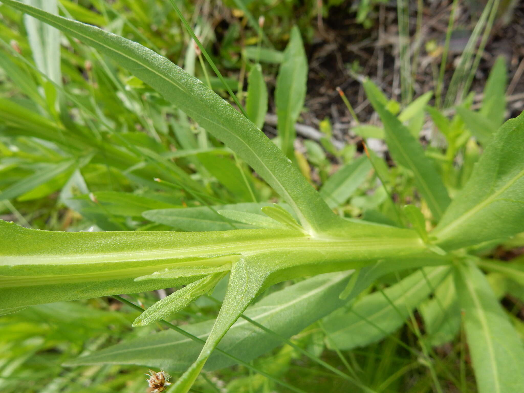 Image of pretty sneezeweed