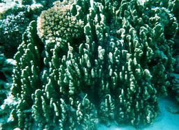 Image of Blue Coral