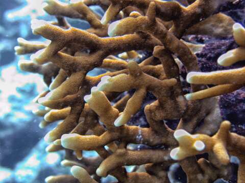 Image of Fire coral