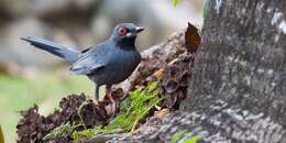 Image of Red-legged Thrush