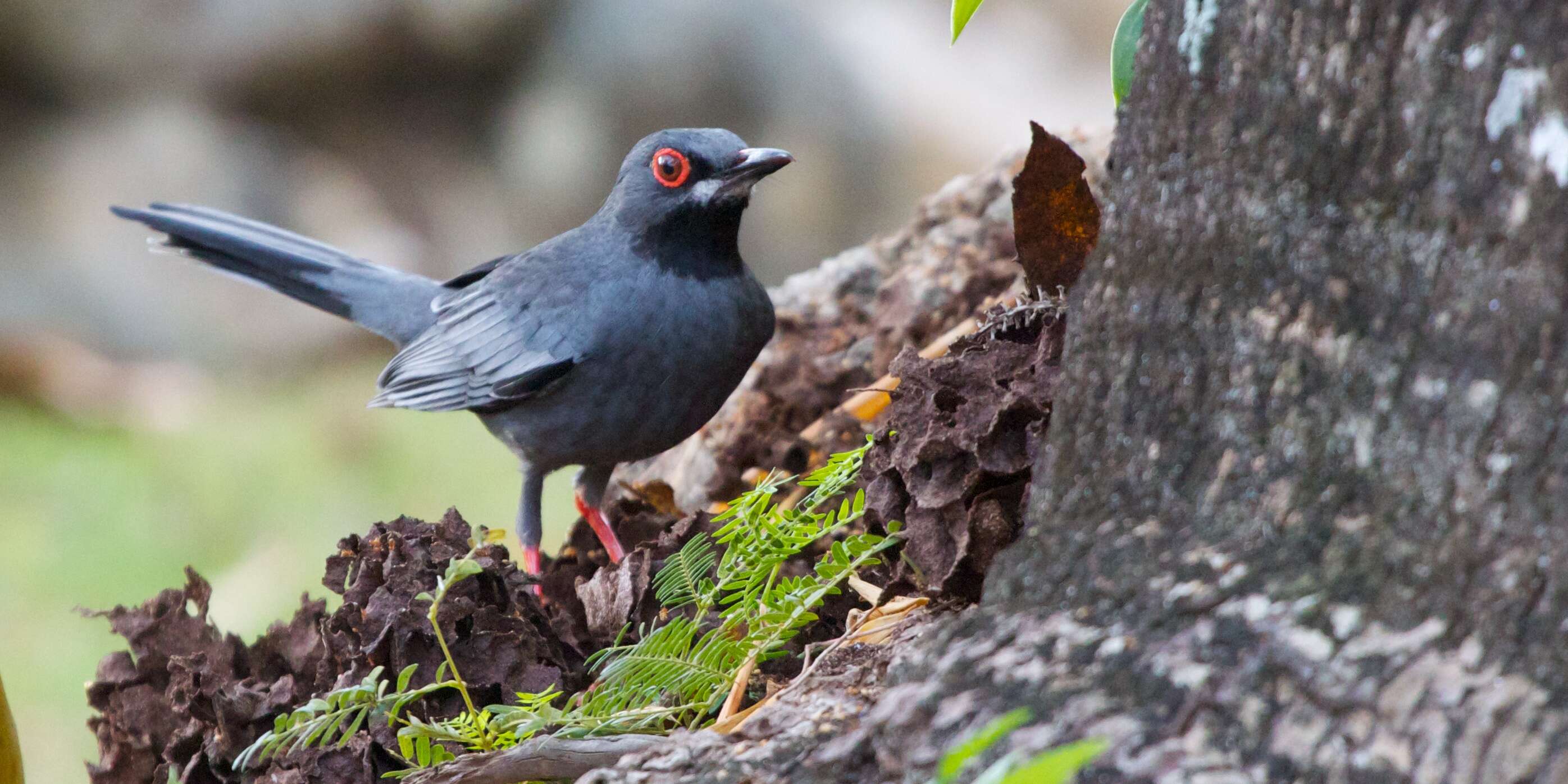 Image of Red-legged Thrush