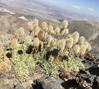 Sivun Petrophytum caespitosum subsp. caespitosum kuva