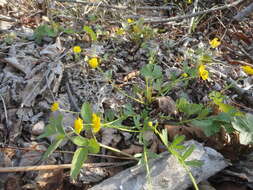 Image of Ranunculus franchetii H. Boissieu