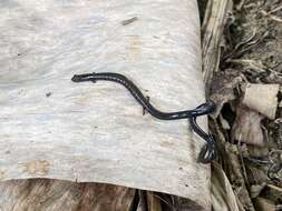 Image of Cienega Colorado Worm Salamander