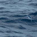 Image of Atlantc Sailfin Flyingfish
