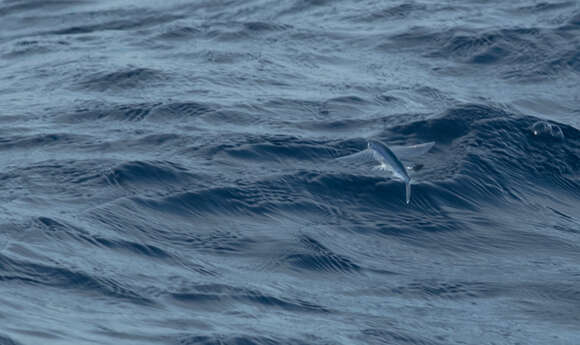 Image of Atlantc Sailfin Flyingfish