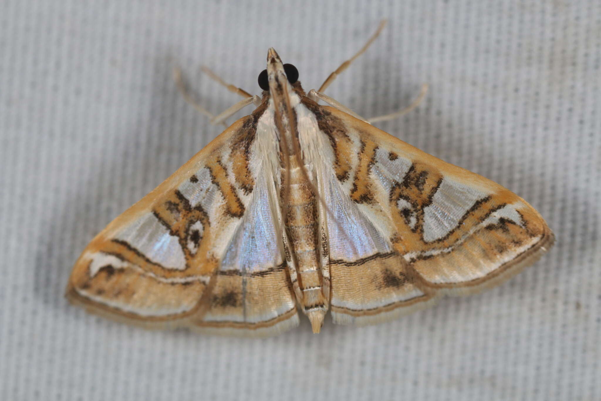 Image of Moth