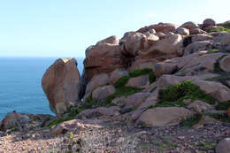 Image of Rock Hyrax