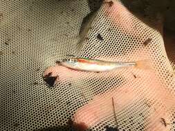 Image of Redside Dace