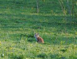 Image of Vulpes vulpes rubricosa Bangs 1898