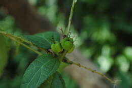 Imagem de Croton ynesae Croizat