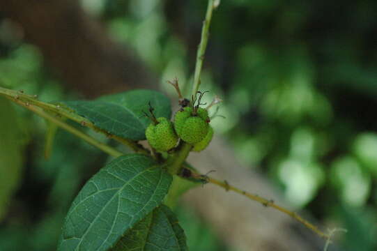 Imagem de Croton ynesae Croizat