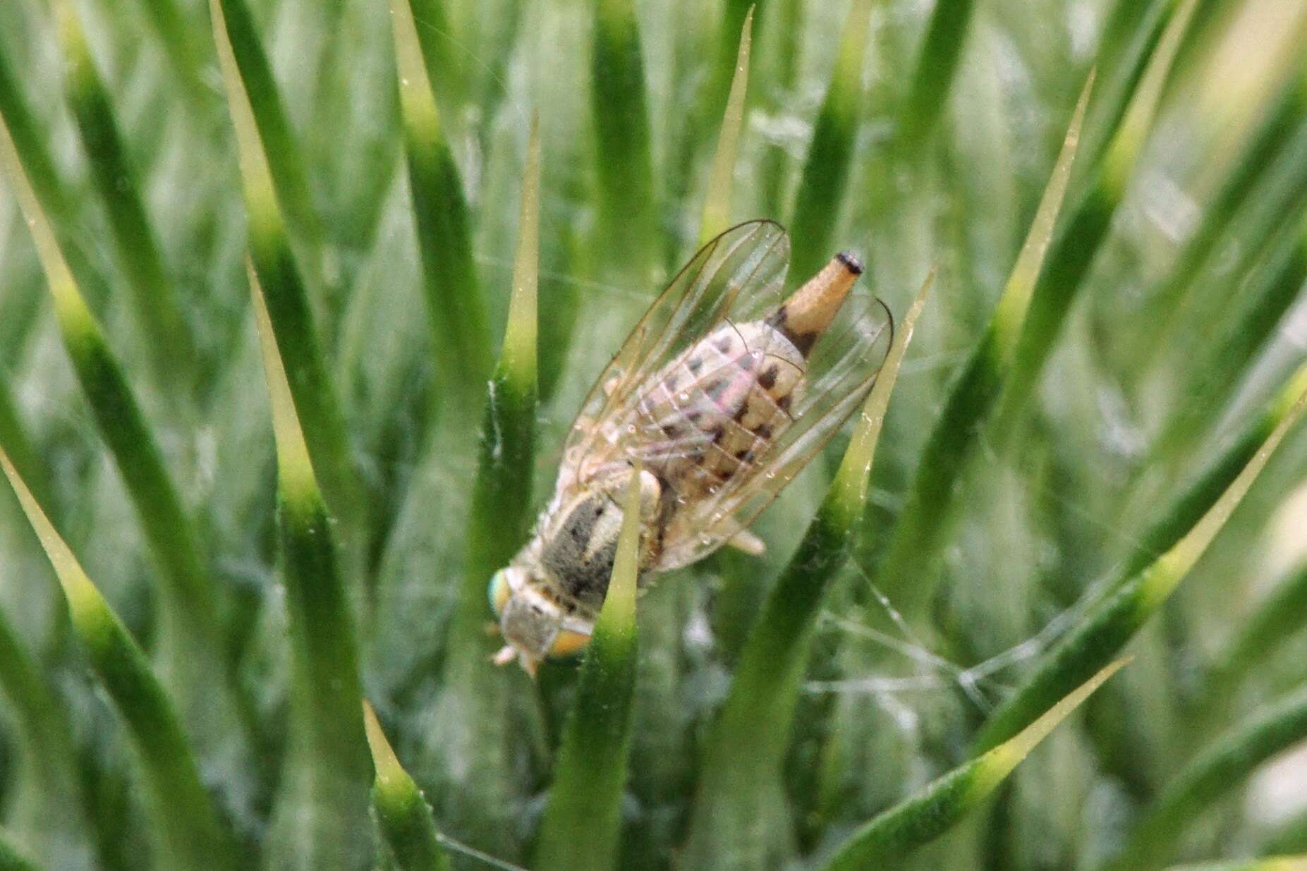 Imagem de Terellia serratulae (Linnaeus 1758)