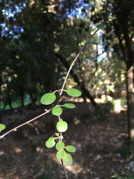 Sivun Coprosma crassifolia Colenso kuva