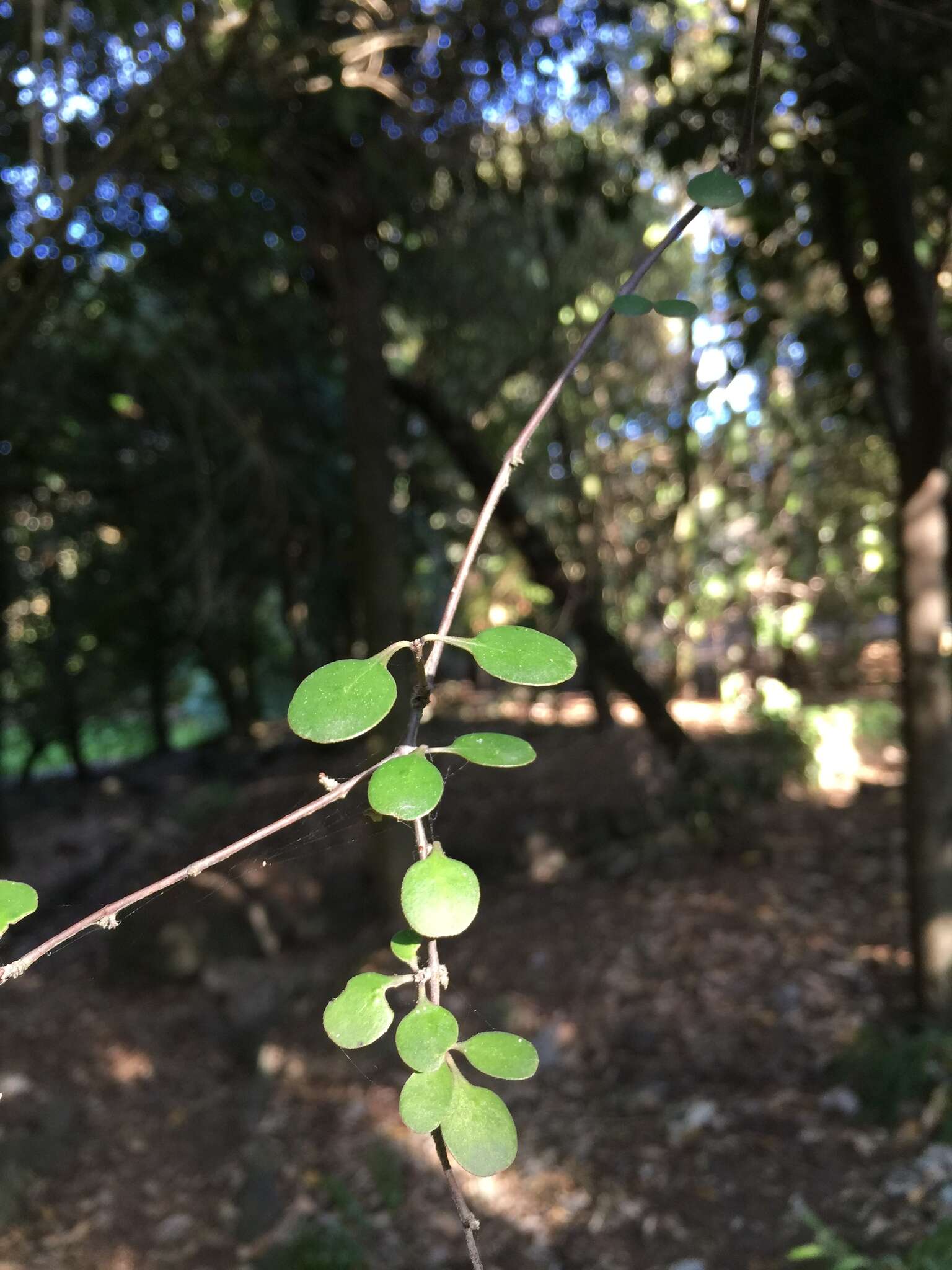 Imagem de Coprosma crassifolia Colenso