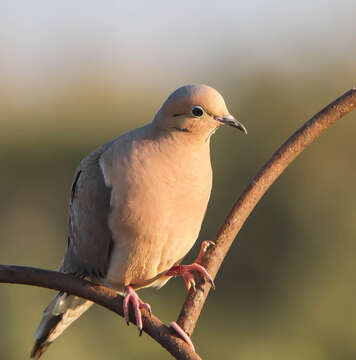 Image of American Mourning Dove