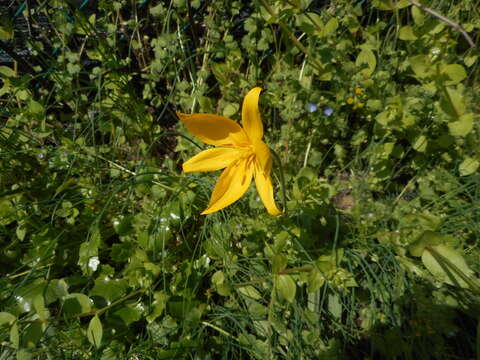 Image of Tulipa sylvestris subsp. sylvestris