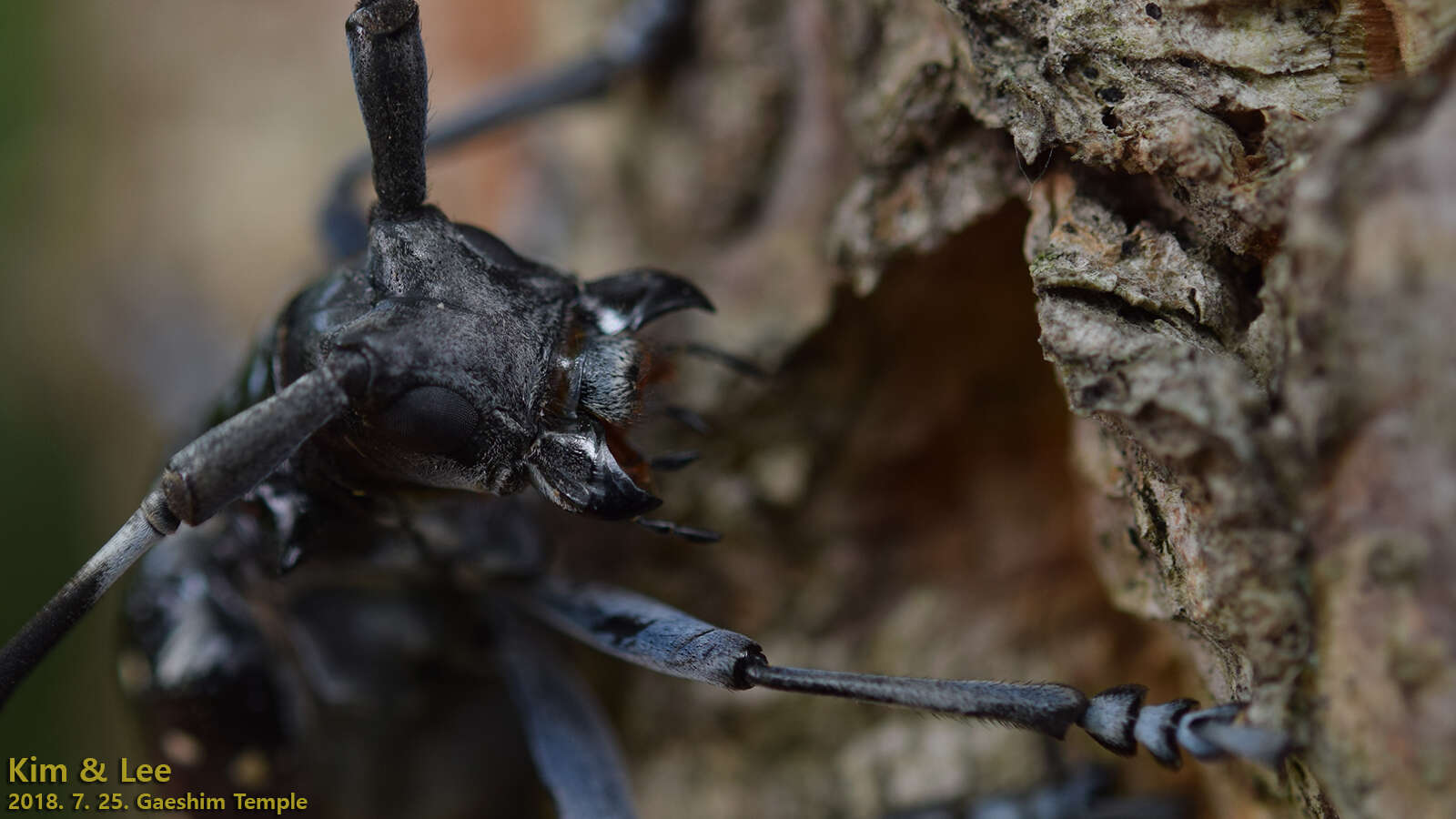 Image of Citrus long-horned beetle