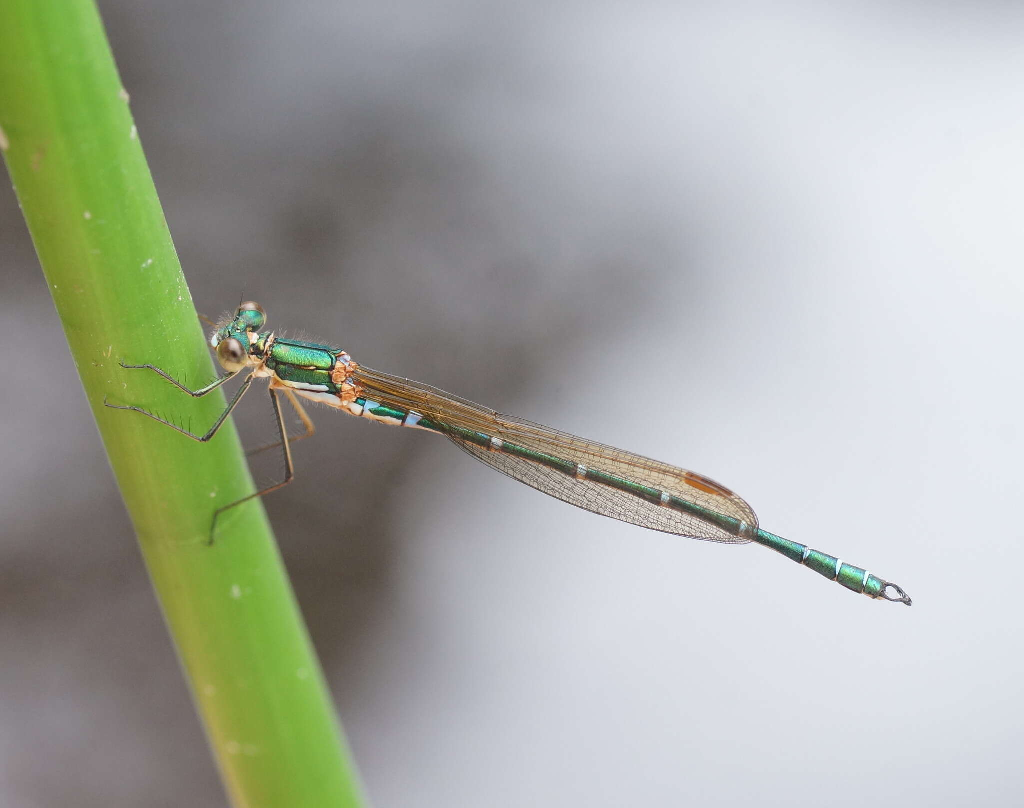 Image of Austrolestes cingulatus (Burmeister 1839)