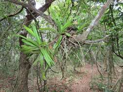 Image of Cyrtorchis praetermissa subsp. zuluensis (E. R. Harrison) H. P. Linder