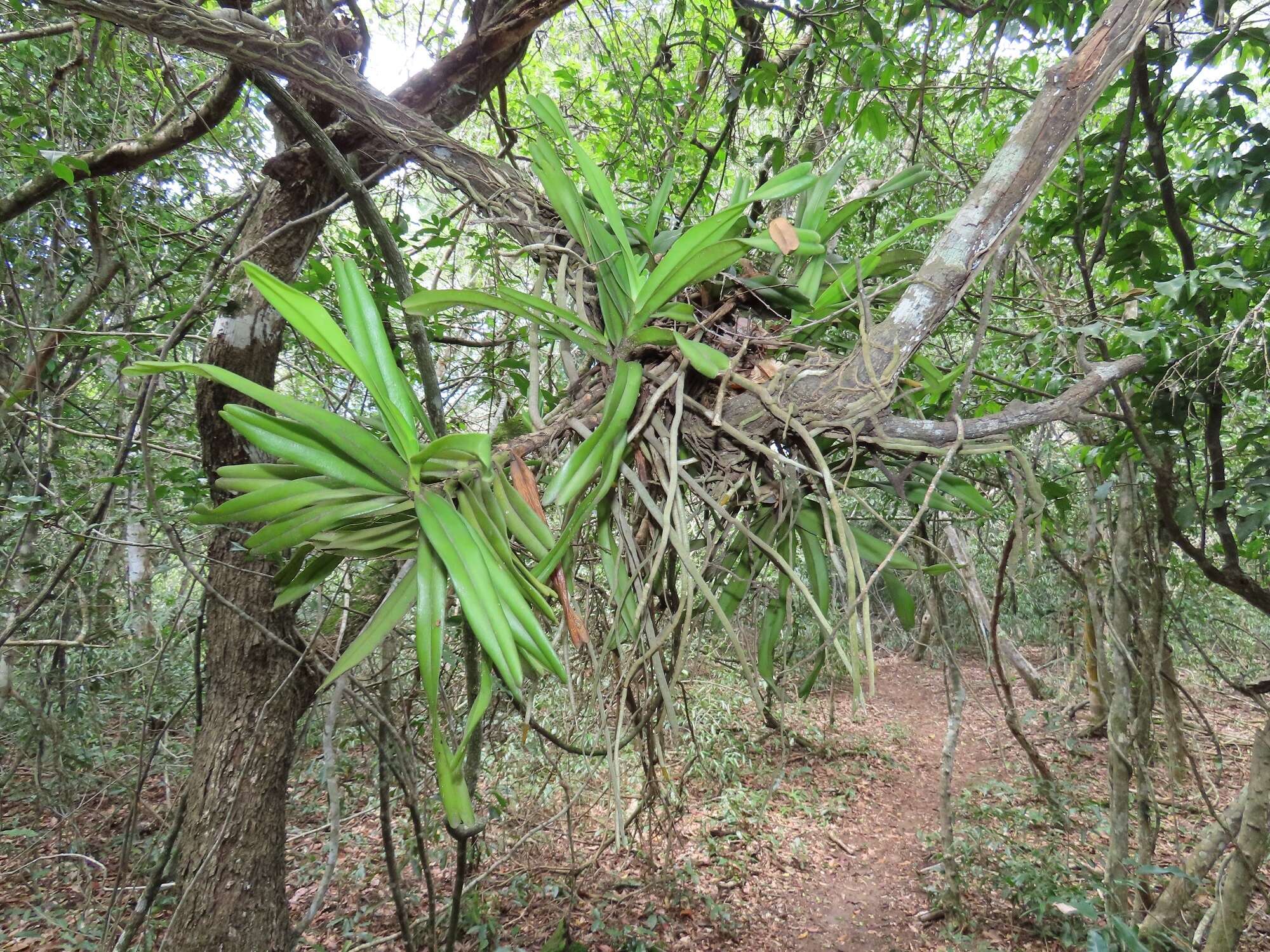 Image of Cyrtorchis praetermissa subsp. zuluensis (E. R. Harrison) H. P. Linder