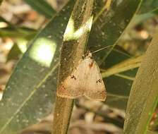 Image of Plecoptera reflexa Guenée