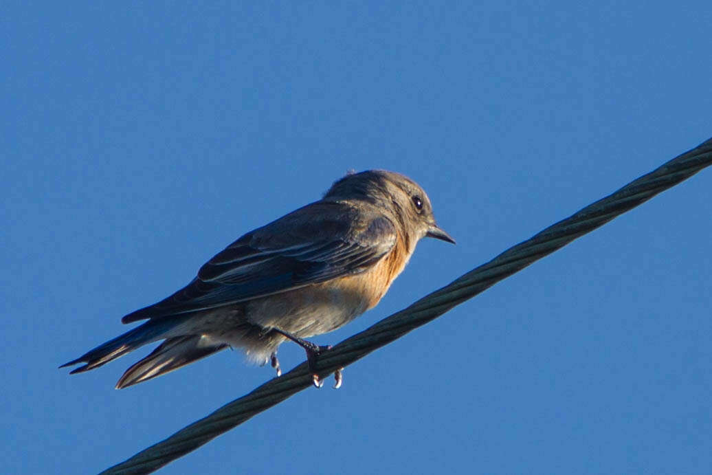 Image of Western Bluebird