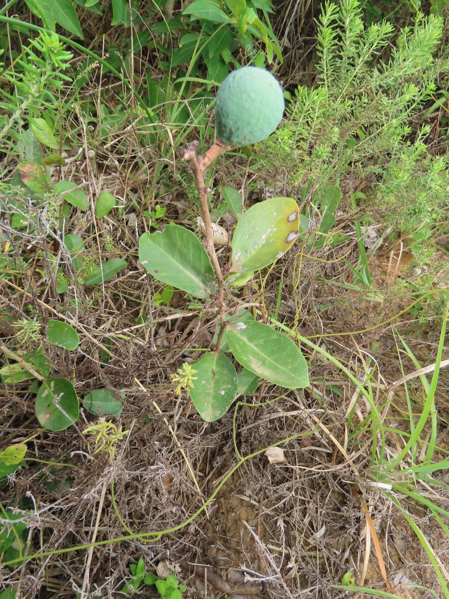 Image of Salacia kraussii (Harv.) Harv.