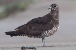 Image of Arctic Skua